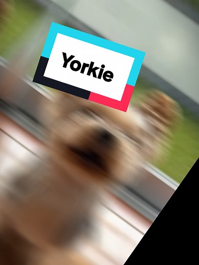 Meet the Cutest Yorkie Tyrant: Adorable and Playful