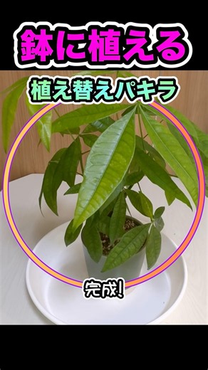 入鉢だよ！【パキラの植え替え🪴仕上げ】#パキラ #植え替え #観葉植物 #観葉植物初心者 #植物のある暮らし #植え方 #植物好き #観葉植物ライフ #土入れ #新しい鉢