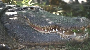 1.7M views · 1.8K reactions | Still looking for Web Hosting? Get 60% off for a limited time. | HostGator | Facebook