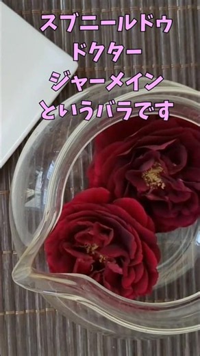 庭に咲いたバラでフレッシュローズティー🌹#バラ #薔薇 #ローズティー #ハーブティー
