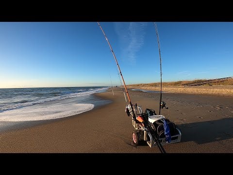 I DIDN'T EXPECT TO CATCH THAT Easy Fall Surf Fishing Using Shrimp and Fishbites