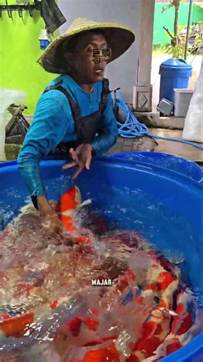 Takut shiroji kuning lalu stop growth?Justru itu yang bikin koi gagal jumbo! #ikankoi #koifish #koi