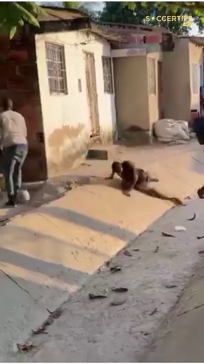 🤣🤣🤣 | Soccer Predictions