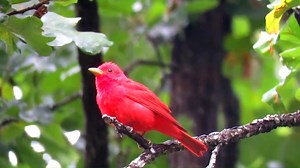 Summer Tanager singing (Piranga rubra) United States, Northern Mexico. | BIRDS & Nature