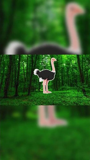 What Do You Know About OSTRICH Facts?