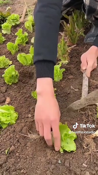 Fruitflex studio (@fruitflexstudio)’s videos with original sound - Fruitflex studio