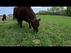 Summer Pasture Move: Spring 2025