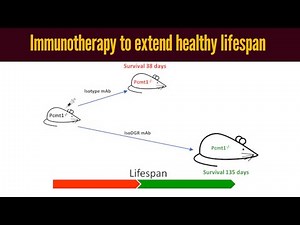 Immunotherapy research shows potential to extend healthy lifespan of humans