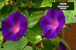 How to grow annual climbers in a pot