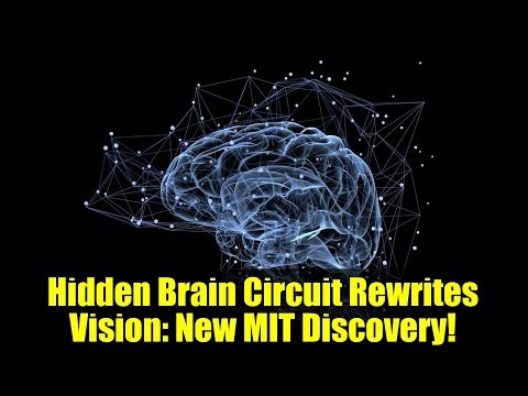 Hidden Brain Circuit Rewrites Vision: New MIT Discovery!