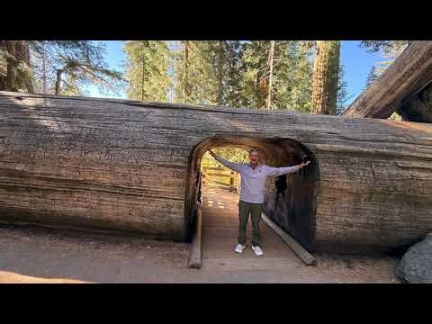 Our Journey Through the Sequoia Region #sequoia #sequoianationalpark