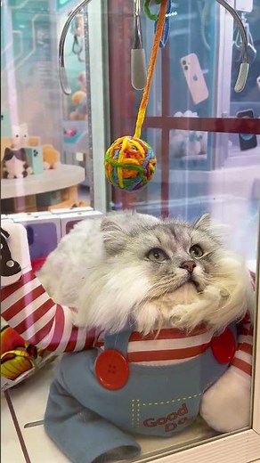 Pet Claw Machine - Day 26 #clawmachine #arcade