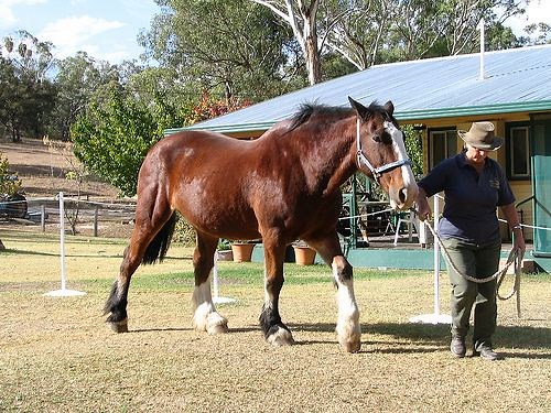 Australian Draught Horse Breed Information, History, Videos, Pictures