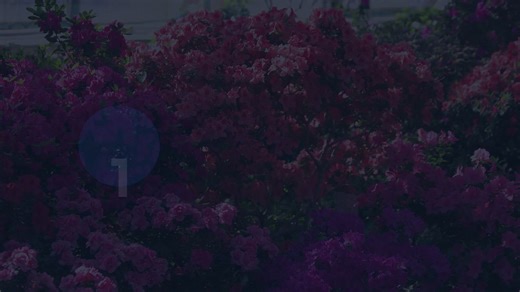 Azaleas vs. Rhododendrons