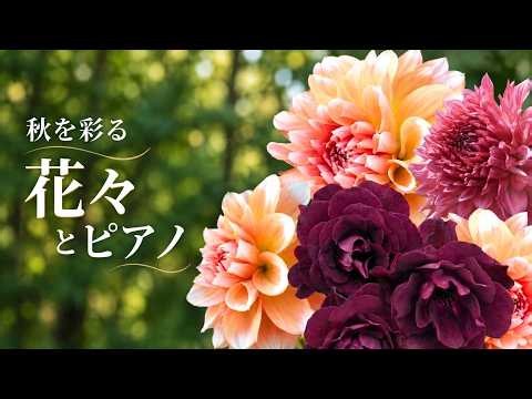 [Piano and Flowers Adorning Autumn] Soothing Autumn Background Music to Unwind By