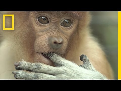Watch: Most Monkeys Don’t Swim, But These Do | National Geographic