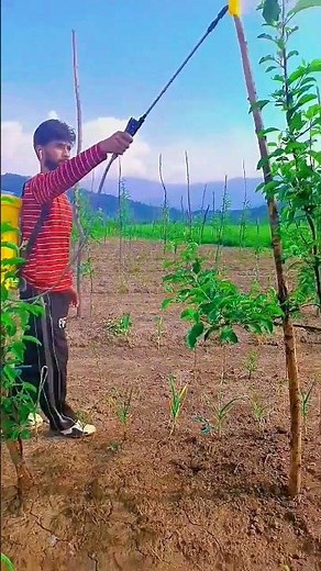 How to Use SAN CHLORO SUPER (Chlorpyriphos 20% EC) Insecticide |‪@valleyhdpfarming‬ #trendingshorts