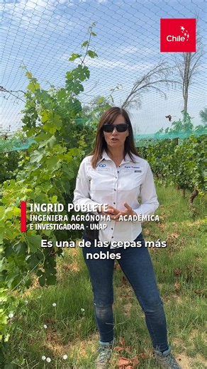 ¡Desde el desierto nace un vino 100% chileno! 🍷🌵 La cepa Tamarugal, originaria del Norte Grande, demuestra cómo la vitivinicultura nacional desafía el clima extremo. Con agua milenaria y riego de alta eficiencia, da vida a un vino reconocido internacionalmente. 🇨🇱 Innovación, resiliencia y territorio se unen para transformar el desierto en un verdadero laboratorio de futuro. 🏜️ Conoce más en https://f.mtr.cool/kwzpivesvs #Vino #MarcaChile | Marca Chile