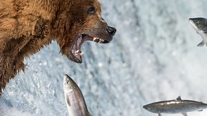 Bears are bigger killers than thought, gruesome video footage reveals