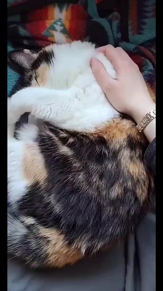 cat activation sounds #cats #catsoftiktok #catactivationsound #catnoise #fyp