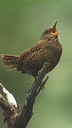 EURASIAN WREN SI BURUNG MERDU