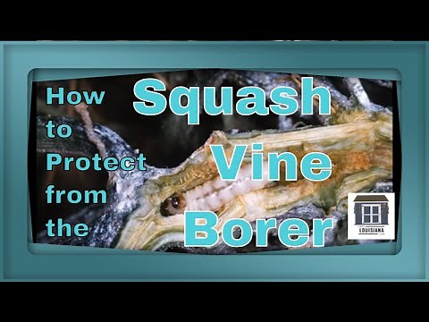 How To Protect Squash From Vine Borer