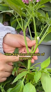 3.5M views · 59K reactions | Pepper pruning is important. | Garden and Lifehacks V1 | Facebook
