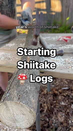 Growing Shiitake Mushrooms in Backyard with Red Oak Logs