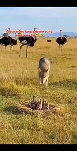 ayaw lageh paglabot� | Loluy Montajes