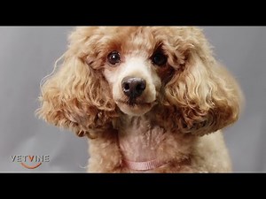 The relationship between seizures and mealtime in dogs