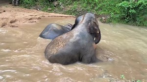 55K views · 10K reactions | It looks like a very fun time in the water for our young elephants, Samui, Nong Pech, and Moloair!!!殺 #Samuielephanthaven #Elephantsanctuary #Rescueelephant #Kohsamui #Kosamui #island #samuiactivity #whattodoatkohsamui #elephantsamui #Thailand #Thaielephants #Savetheelephant #rescue #Visitthailand #Ecotourism #Family #Friends #love #Thaielephant #Help #Animallovers #Volunteer #Elephantvolunteer #placenearme | Samui Elephant Haven | Facebook