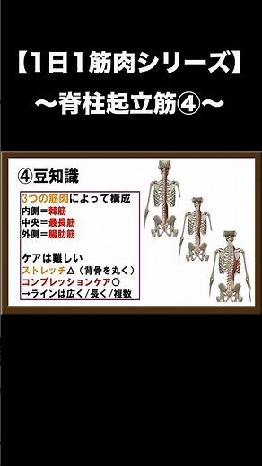 【1日1筋肉シリーズ】脊柱起立筋④