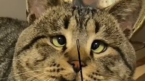 42K views · 4.2K reactions | "I would do this from the first try..." Brought to you by Nutrition Strength: keeping your pets healthy and happy. | Viral Spell | Facebook