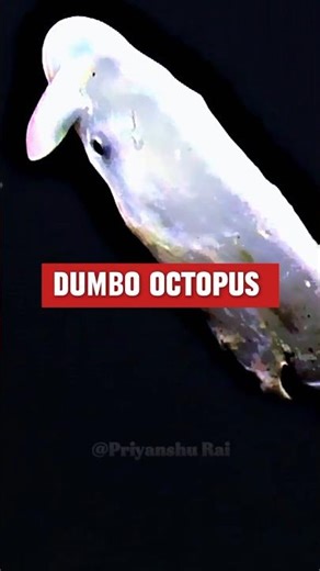 You Have Never Seen This Cutest Octopus🫢💓 | Amazing Animals Facts