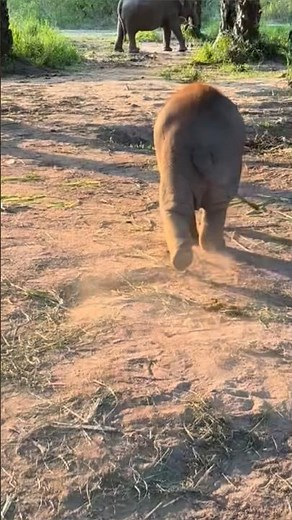 Adorable Baby Elephant's Fast Run to Mom😂🐘💨 #babyelephant #cuteanimal #wildlife #shorts
