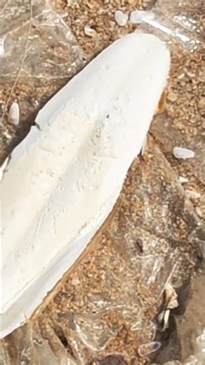cuttlebone, which is the internal shell of a cuttlefish. Cuttlebones are composed primarily of