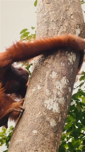 1K views · 61 reactions | In the dense rainforests of Borneo, orangutans move silently among the treetops. These great apes, sharing 97 percent of our DNA, are vital forest gardeners, spreading seeds and maintaining balance. #borneo #orangutan #wildlifeconservation #rainforest #naturephotography #savetheforest #endangeredspecies | Damien Lafon | Facebook