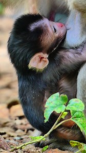 Adorable newborn baby monkey getting milk #LibbyMonkey #babyleo #animalsvideos #fypシ゚ #monkey #ReelMonkey #funnymonkey #leobaby #reels #newbornmonkey | Daily Interesting Stories