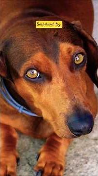 The Complete Dachshund Breed Guide: Personality, Care Tips & Everything You Need to Know #shorts