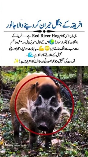 Africa’s Most Stunning Wild Hog 🐗🔥 | Red River Hog Facts 🌍✨”#shortsfeed #youtubeshorts