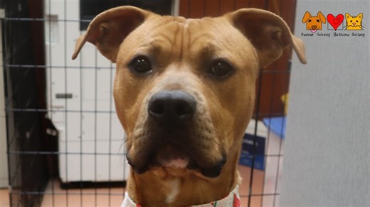 Pet of the Week: Hotdog is looking for a family who loves picnics and playtime