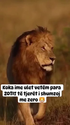 Majestic Lion Walking in Golden Grasslands