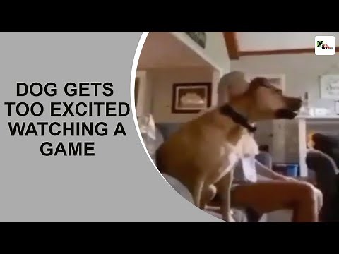 WATCH: Dog gets too excited while watching a game, viral video has a hilarious ending
