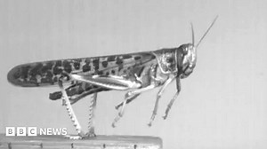Why insects are marvels of engineering