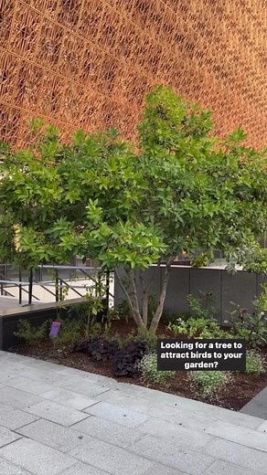 🌱: Chionanthus virginicus Video description: a pan of a tree with green leaves and black olive like fruit. A bird is eating the fruit. #Trees #PublicGardens #SmithsonianGardens #DCGardens | Smithsonian Gardens