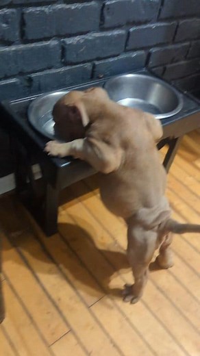 4.5K views · 91 reactions | Tinkerbell AKA bodybuilder | Luke Hersey | Facebook