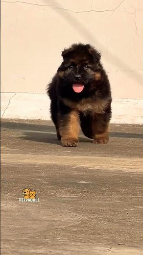 German Shepherd puppies available for booking now healthy and active pups Call 8810623046