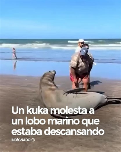 Un kuka molesto a un lobo marino que estaba descansando en la playa y al ser increpado por personas coherentes se hace el pesado. | Indignado