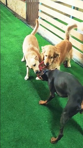 Doberman vs Labrador vs Retriever Tug #dog #funny