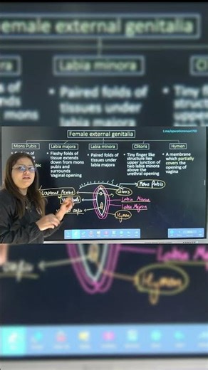 Anatomy of Female Reproductive system | | External Genitalia EXPLAINED